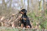 DOBERMANN 273